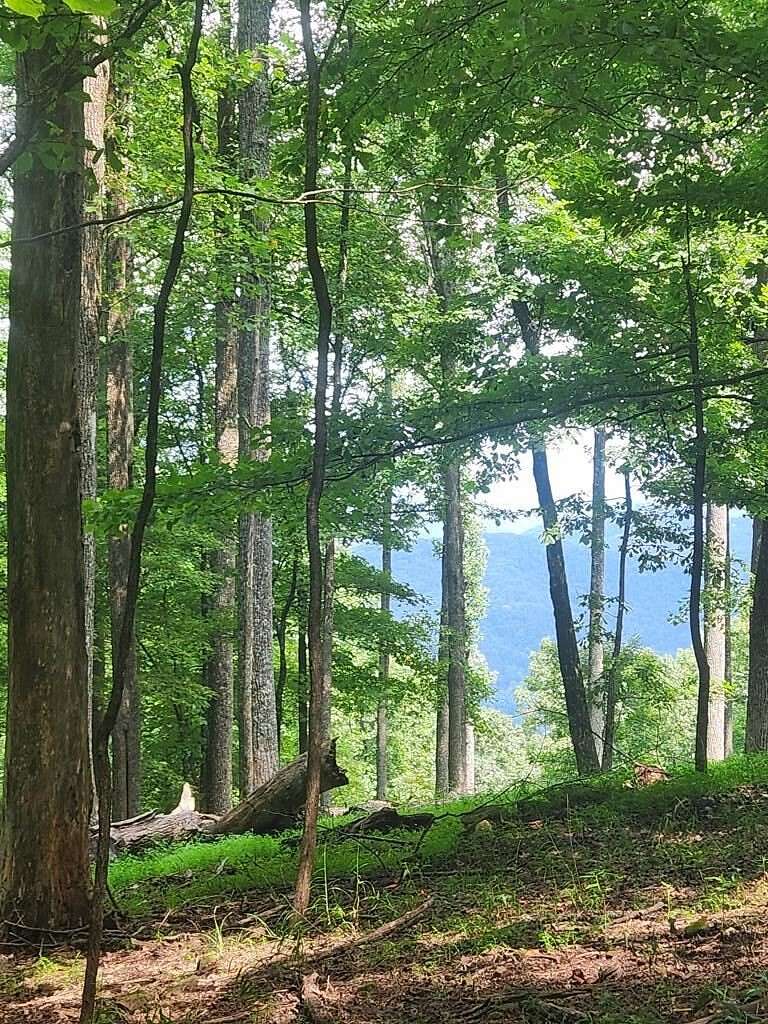 0.59 Acres of Land for Sale in Ellijay, Georgia