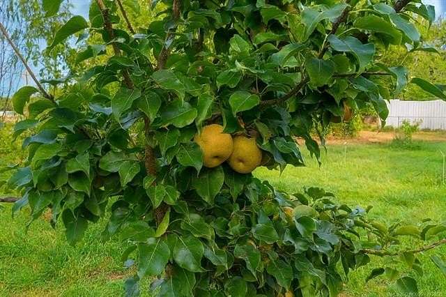 0.23 Acres of Residential Land for Sale in Sallisaw, Oklahoma