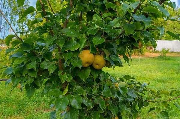 0.23 Acres of Residential Land for Sale in Sallisaw, Oklahoma