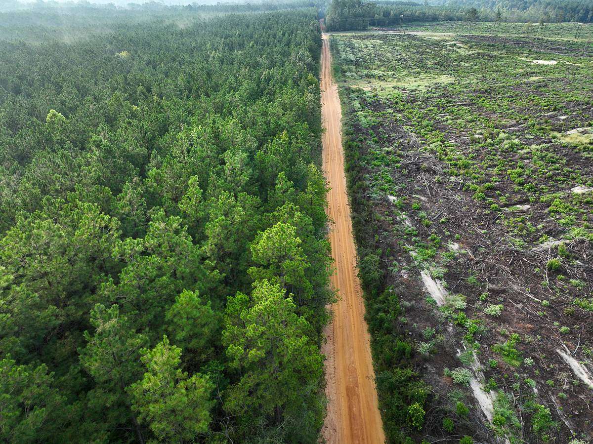 102 Acres of Recreational Land for Sale in Robeline, Louisiana