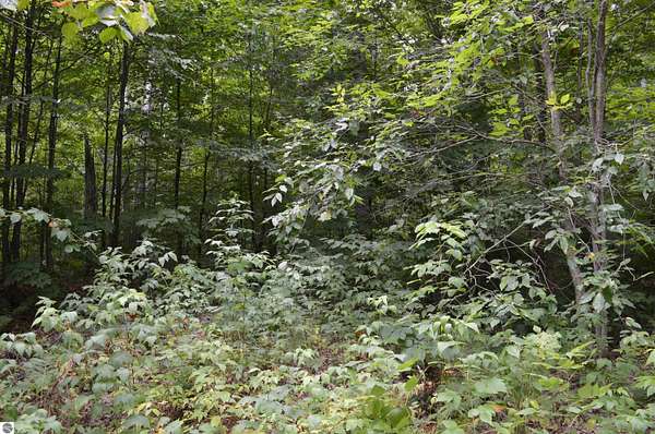 5 Acres of Land for Sale in Kalkaska, Michigan