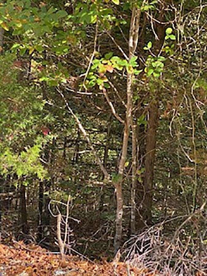 1.87 Acres of Land for Sale in Cherokee Village, Arkansas