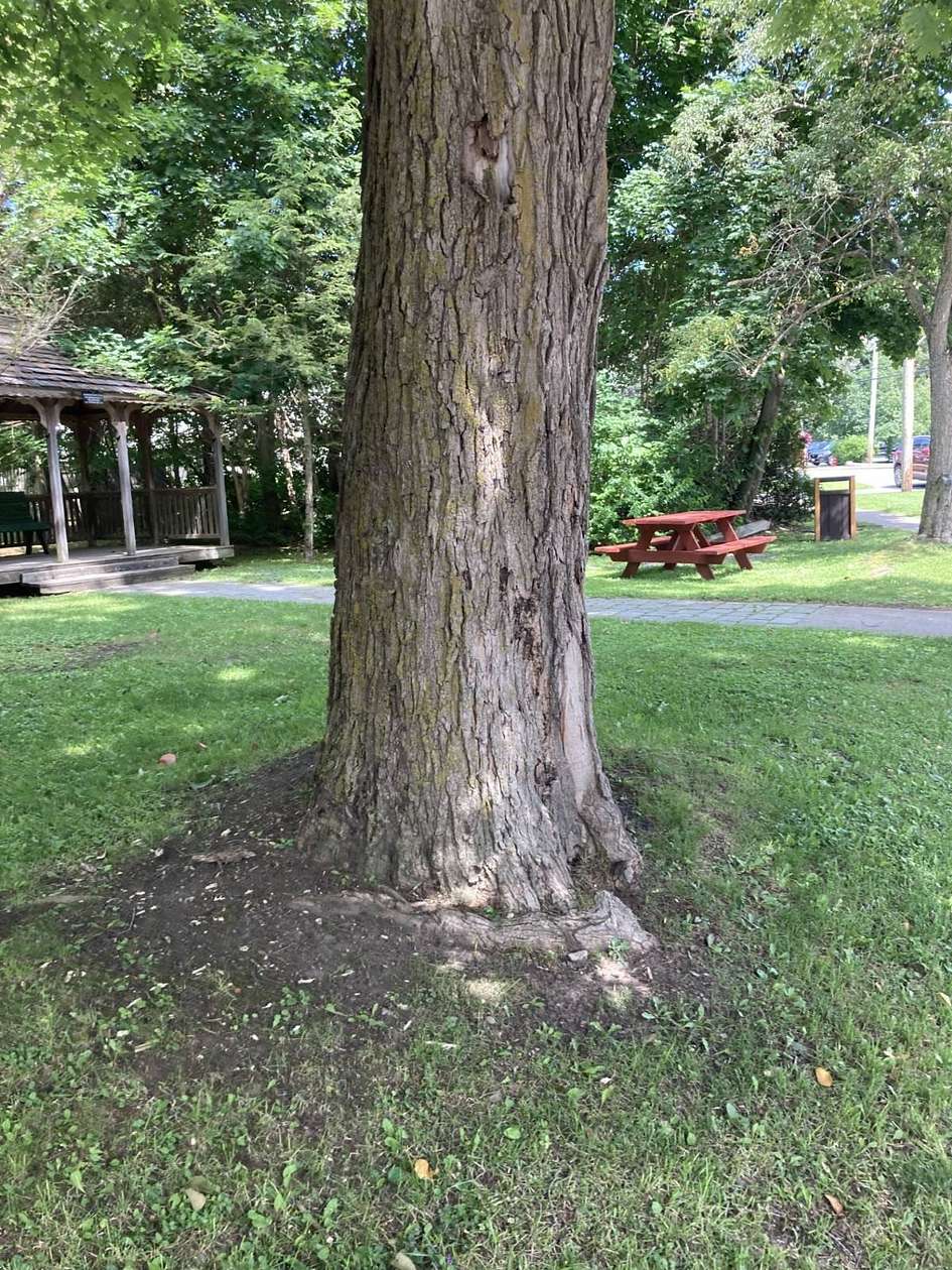 0.24 Acres of Commercial Land for Sale in Cherry Valley, New York