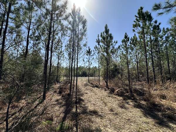 38.9 Acres of Recreational Land for Sale in Caryville, Florida