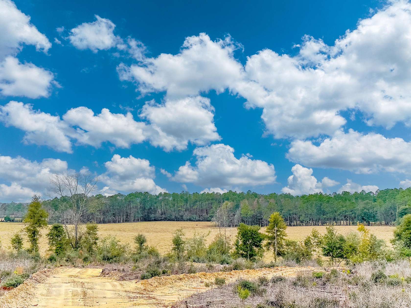 97.5 Acres of Recreational Land for Sale in Caryville, Florida