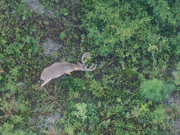 94 Acres of Land for Sale in Ivey, Georgia