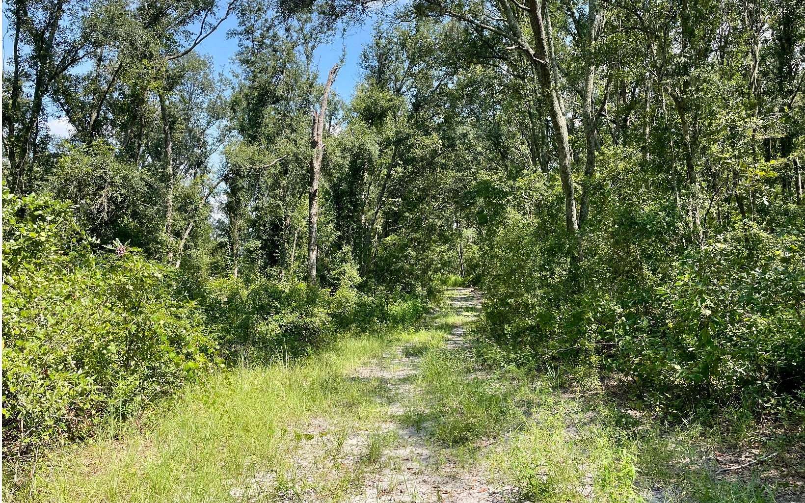 120 Acres of Land for Sale in Live Oak, Florida