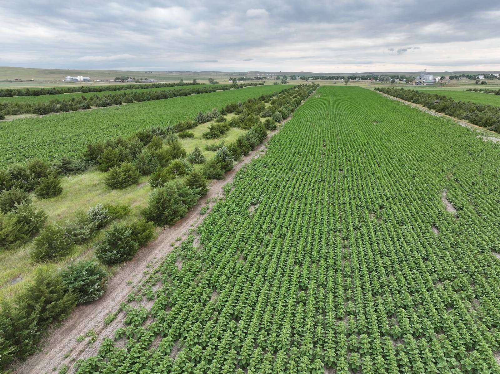 467 Acres of Recreational Land & Farm for Auction in Presho, South Dakota