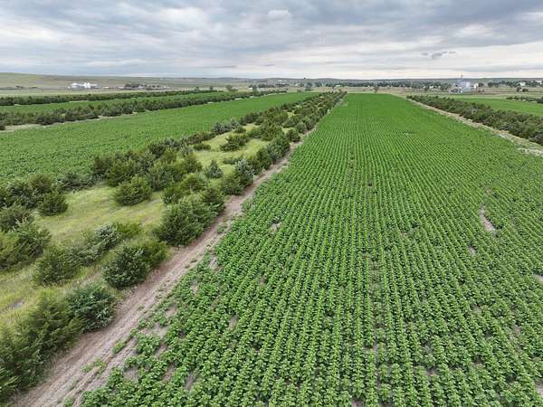 467 Acres of Recreational Land & Farm for Auction in Presho, South Dakota