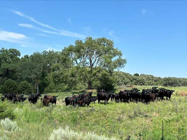 321 Acres of Land for Sale in O'Neill, Nebraska
