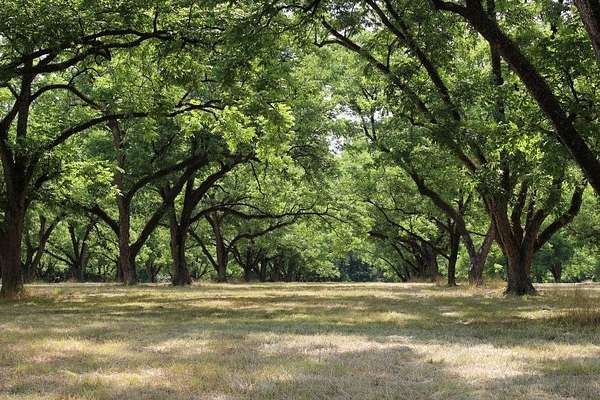 115 Acres of Land for Sale in Hurtsboro, Alabama
