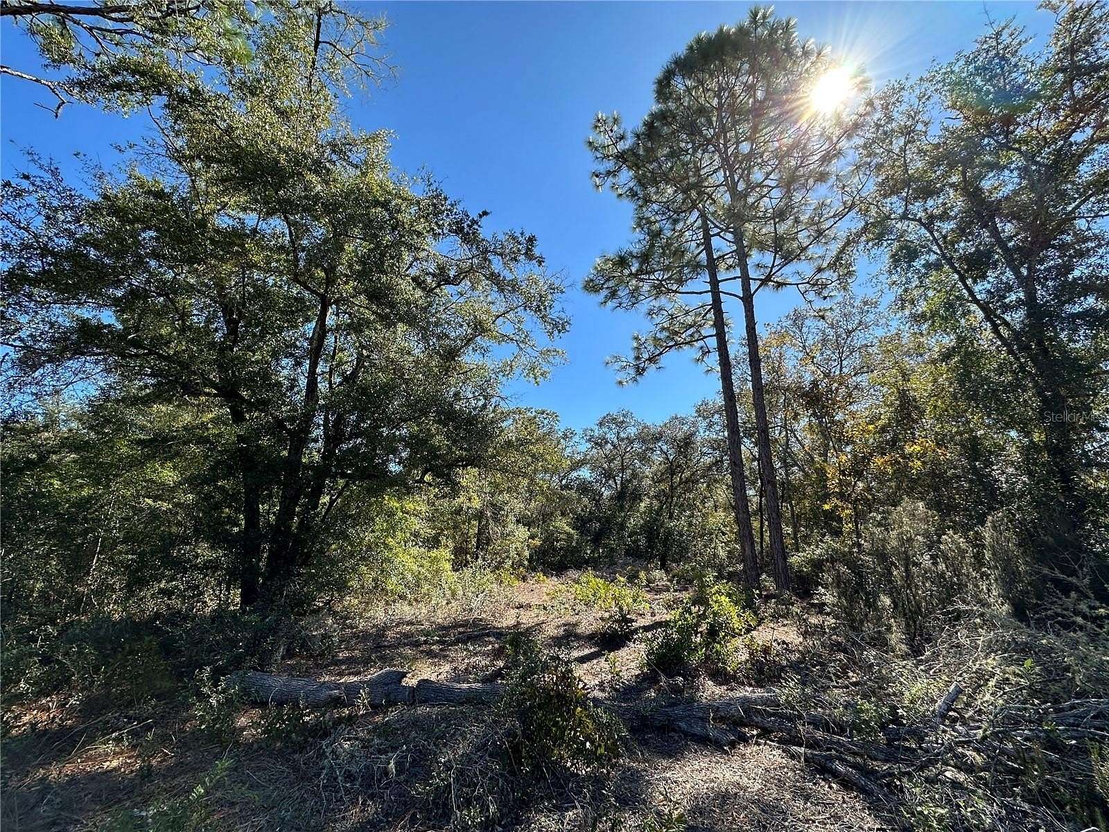 1.25 Acres of Residential Land for Sale in Bronson, Florida