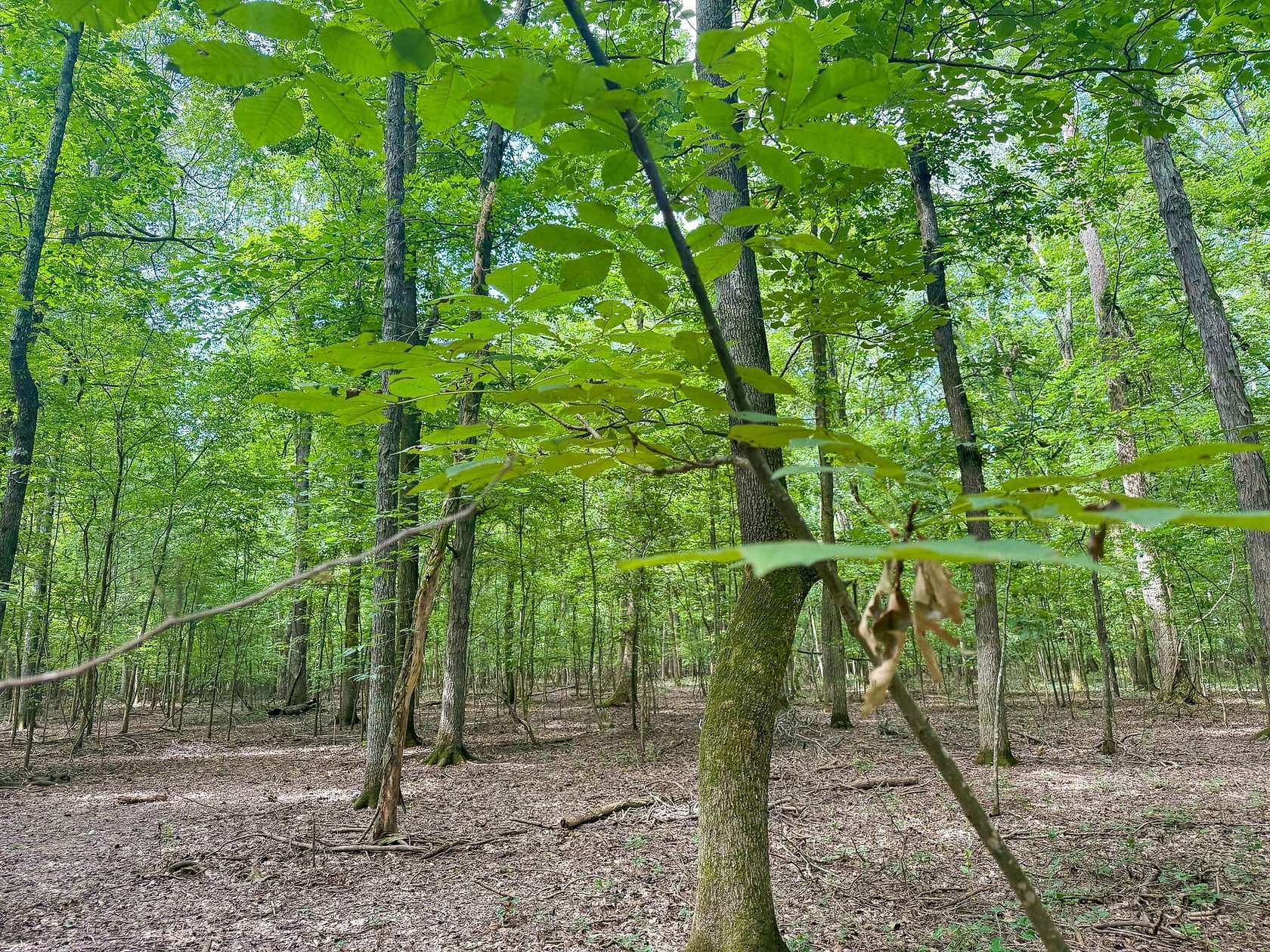 50 Acres of Recreational Land for Sale in Hazen, Arkansas