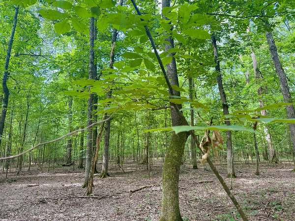 50 Acres of Recreational Land for Sale in Hazen, Arkansas