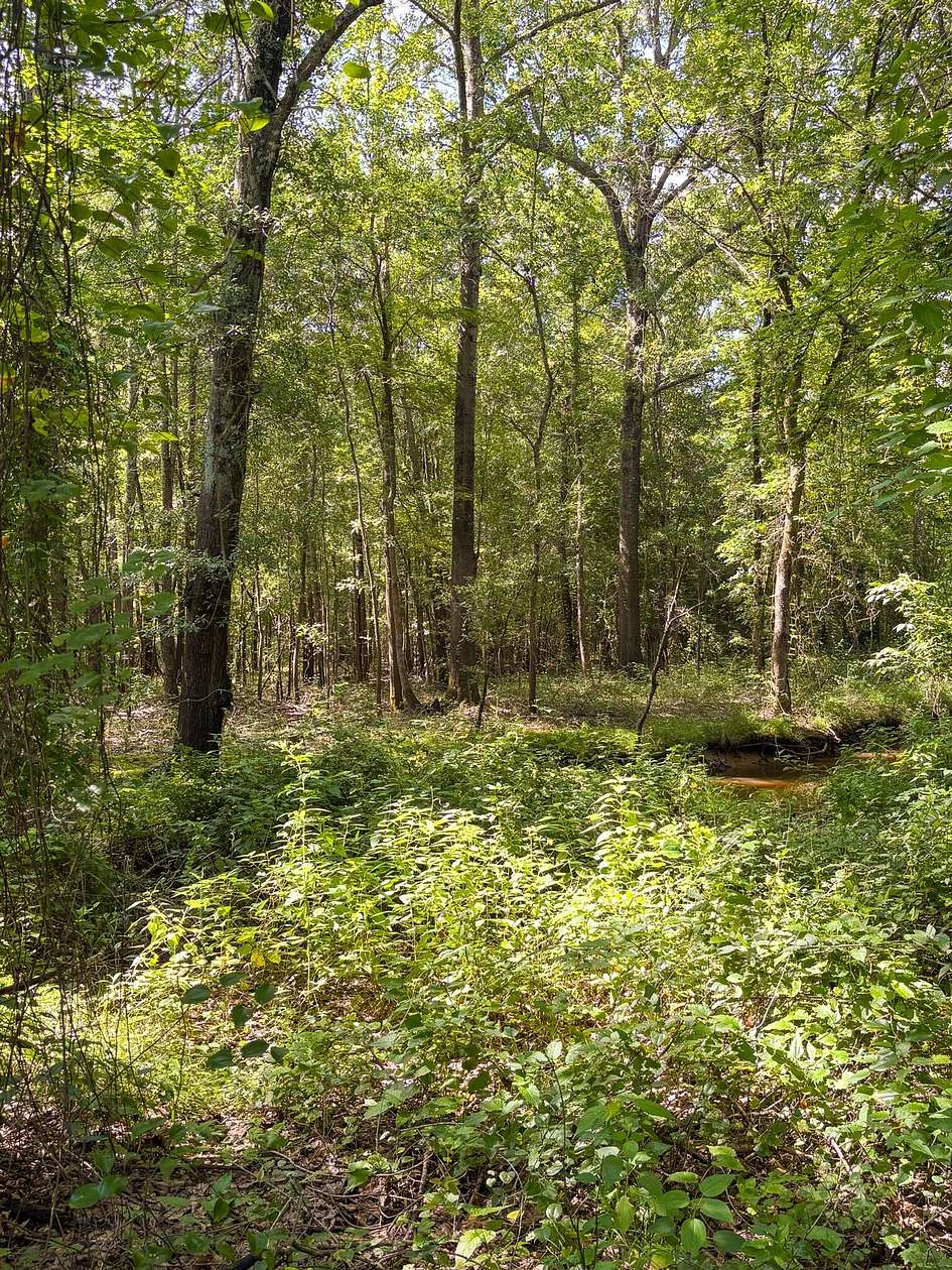 80 Acres of Recreational Land for Sale in Houston, Arkansas