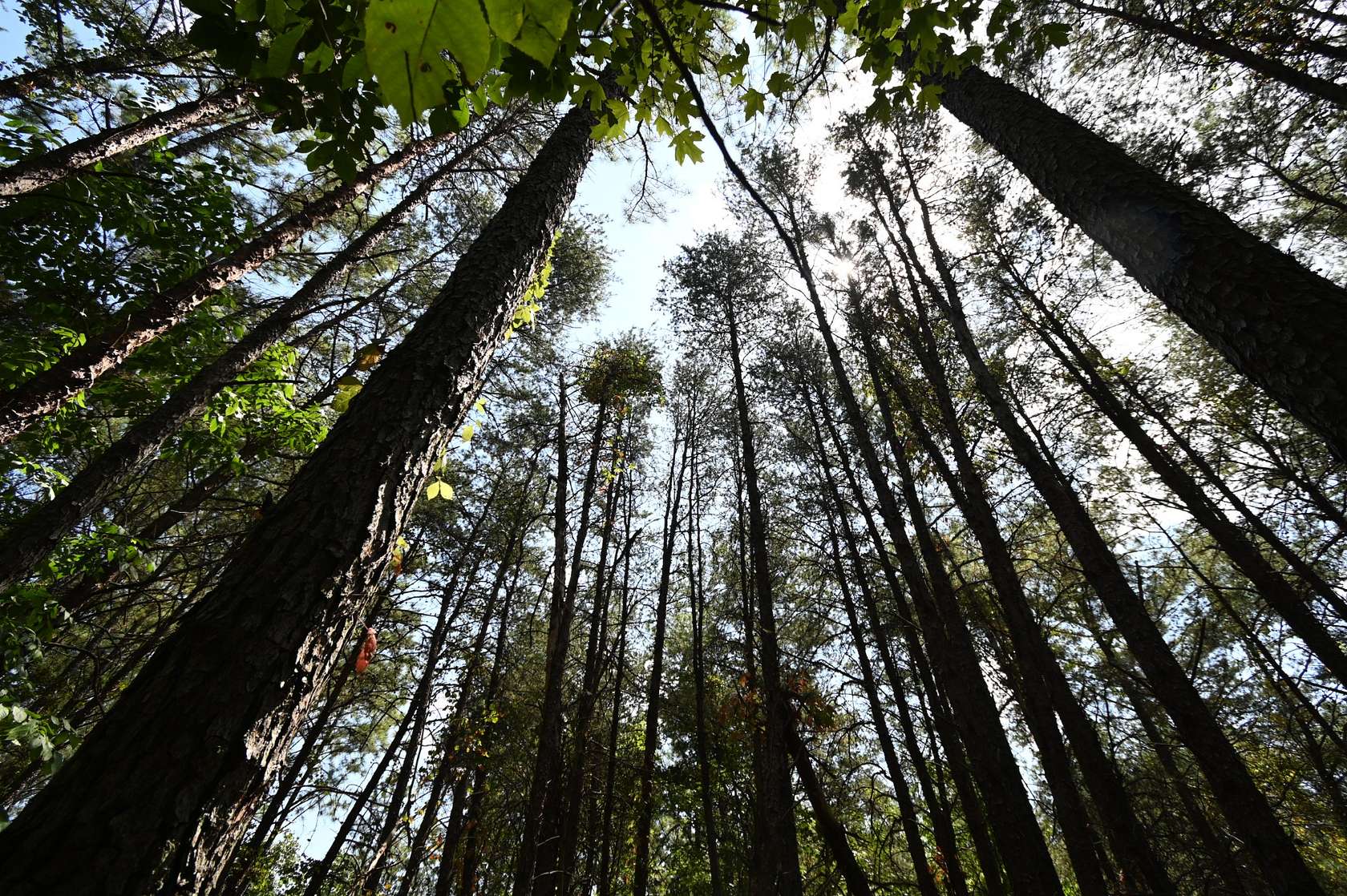 231 Acres of Recreational Land for Sale in Clifton, Tennessee