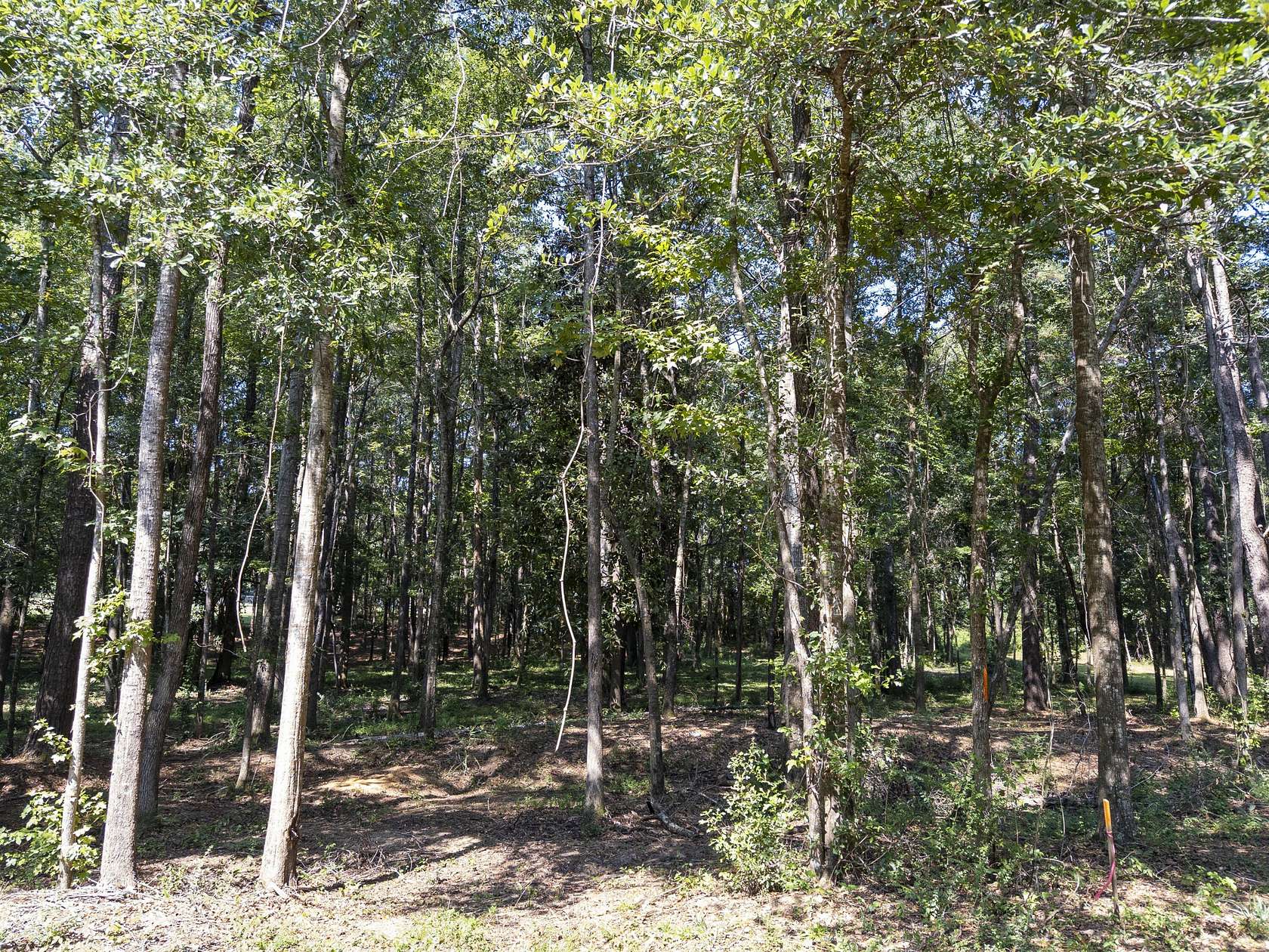 5 Acres of Residential Land for Sale in Prentiss, Mississippi