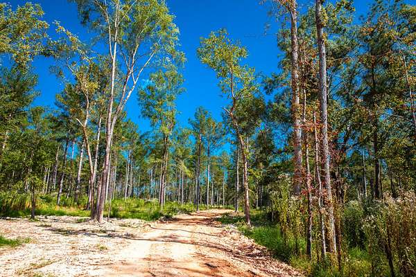 Residential Land for Sale in Appling, Georgia