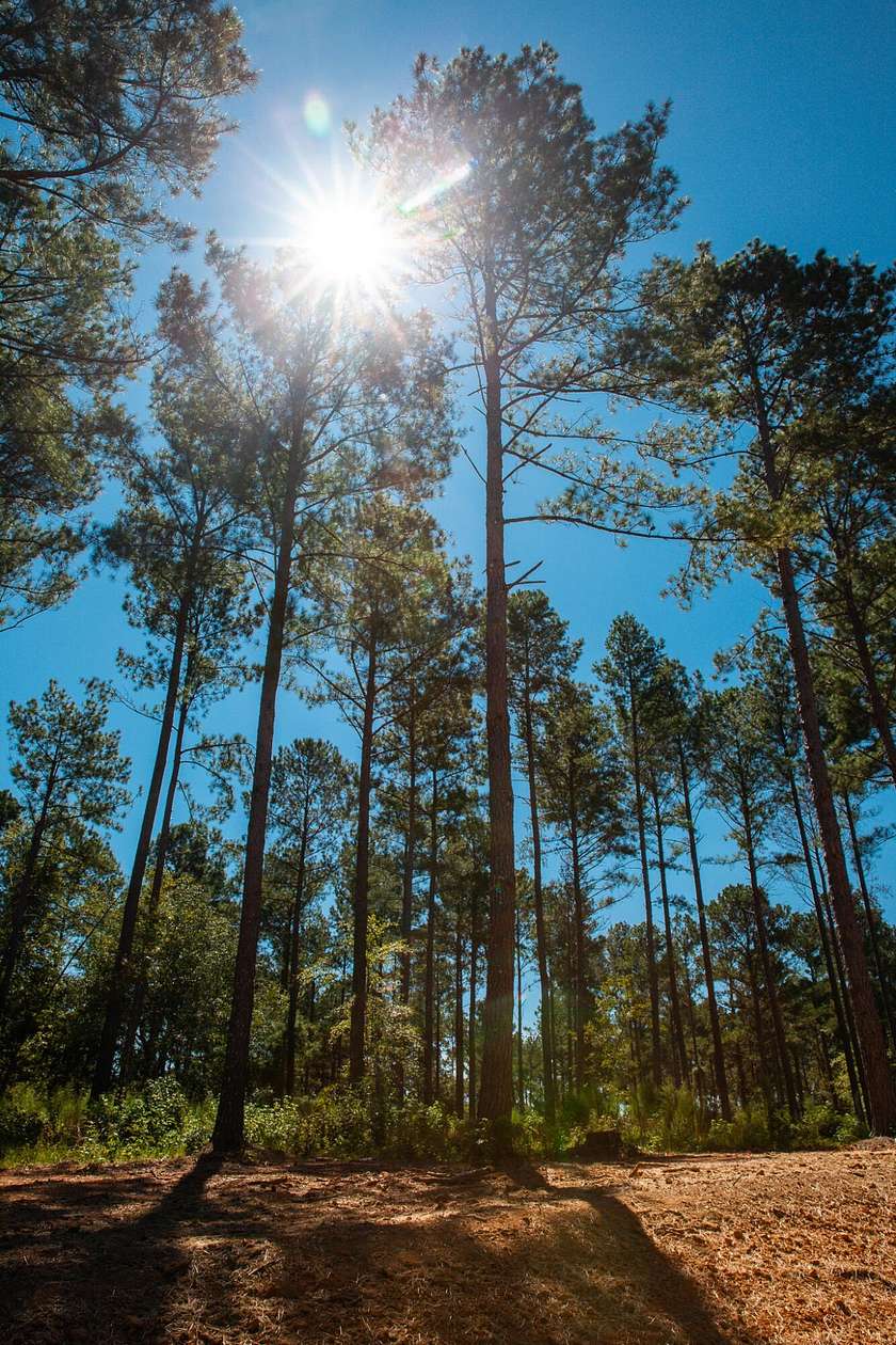 Residential Land for Sale in Appling, Georgia