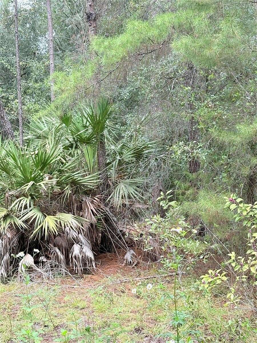 0.72 Acres of Residential Land for Sale in Salt Springs, Florida