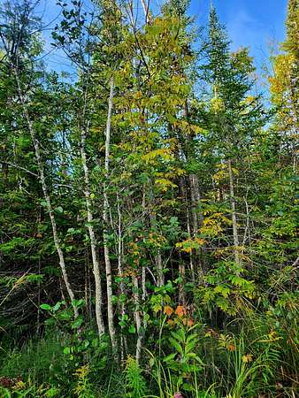 80 Acres of Recreational Land for Sale in Kalkaska, Michigan