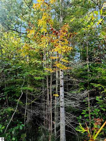 80 Acres of Recreational Land for Sale in Kalkaska, Michigan