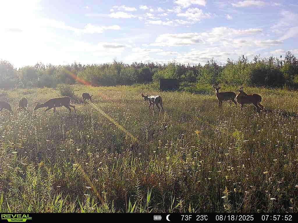 120 Acres of Recreational Land for Sale in Posen, Michigan