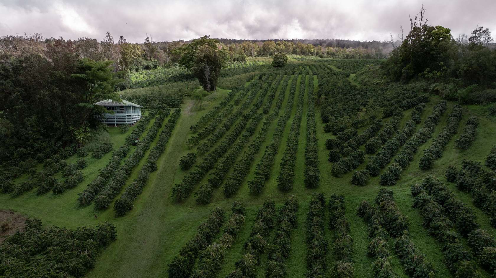 78.6 Acres of Recreational Land with Home for Sale in Captain Cook, Hawaii