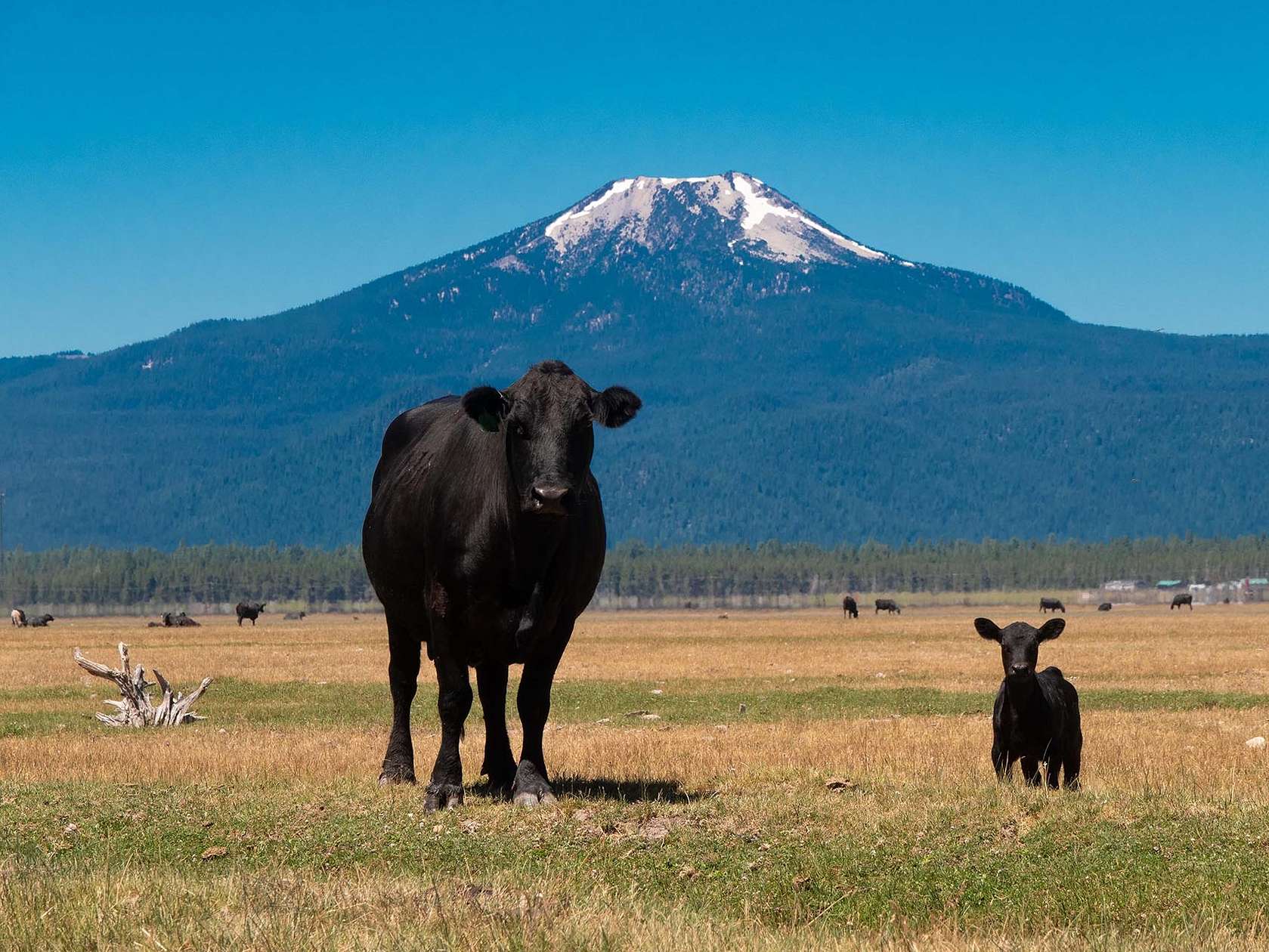 6,399 Acres of Recreational Land & Farm for Sale in Chiloquin, Oregon