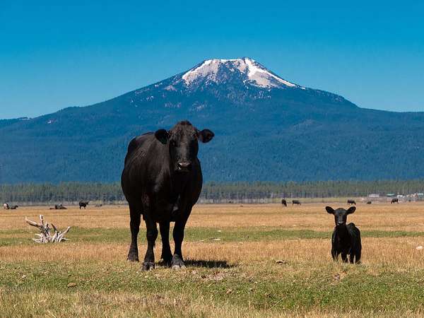 6,399 Acres of Recreational Land & Farm for Sale in Chiloquin, Oregon