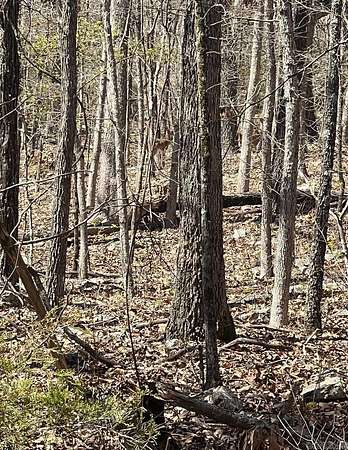 0.4 Acres of Residential Land for Sale in Horseshoe Bend, Arkansas