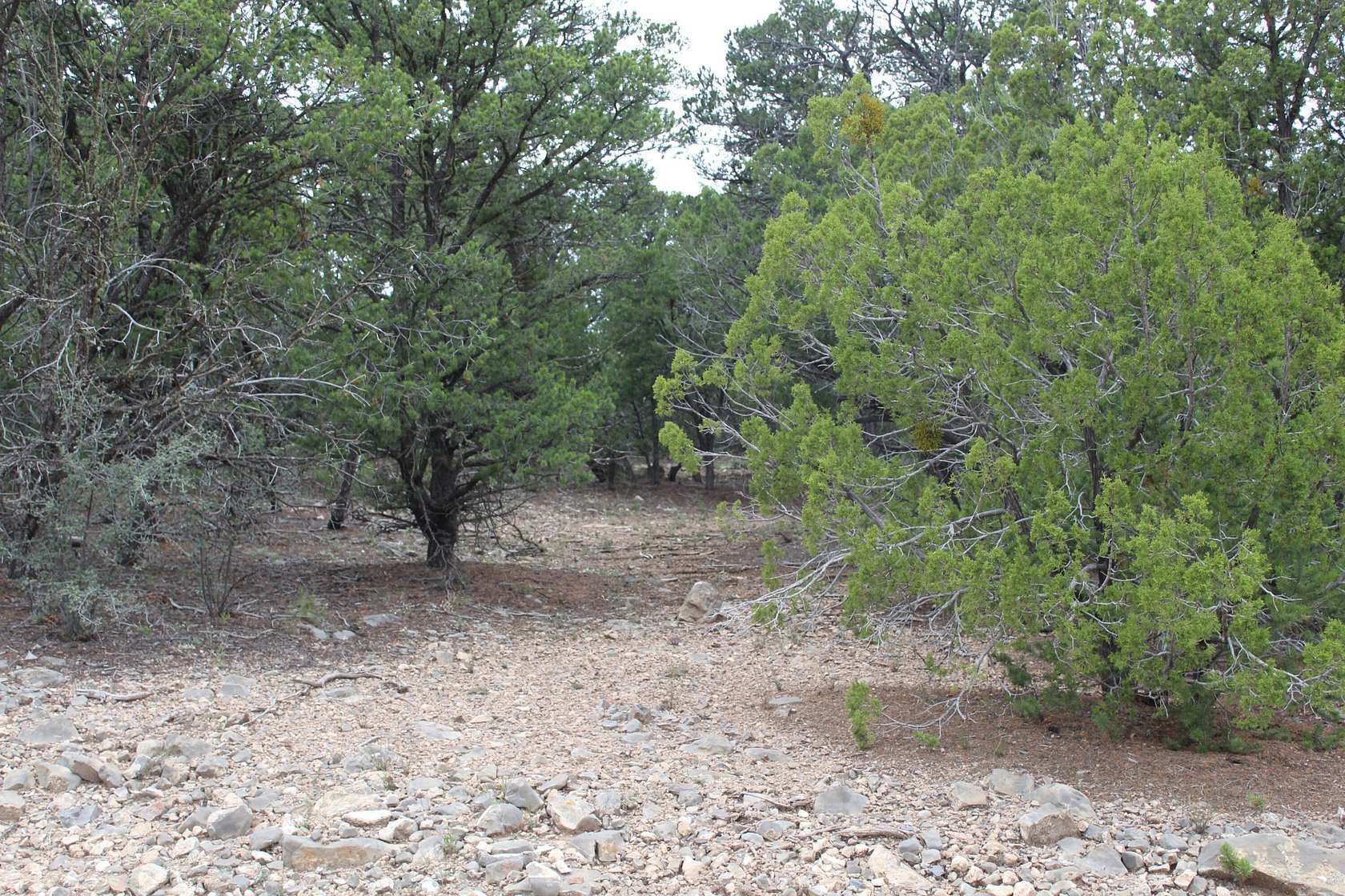0.99 Acres of Land for Sale in Tijeras, New Mexico