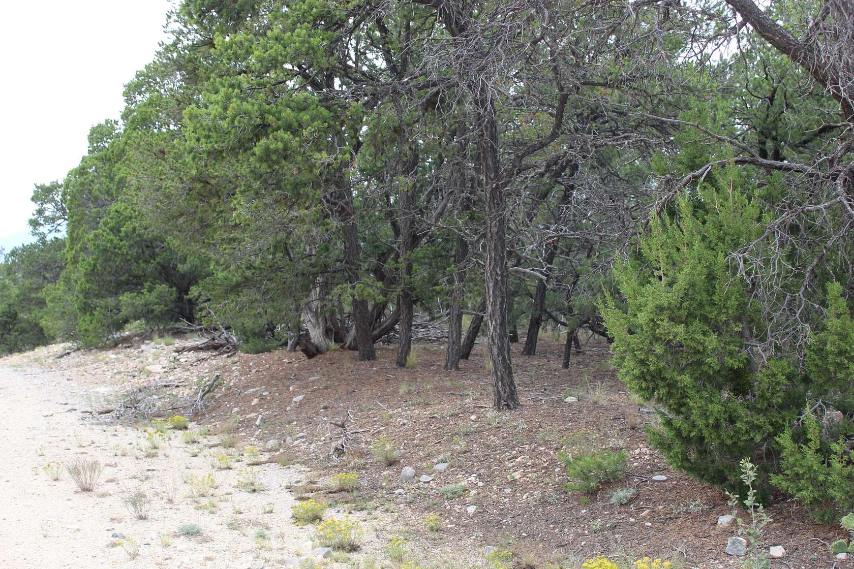 1 Acre of Land for Sale in Tijeras, New Mexico