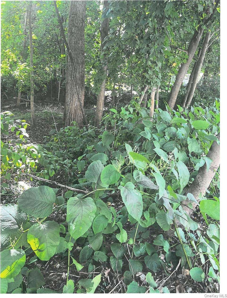 0.85 Acres of Residential Land for Sale in Cortlandt Manor, New York