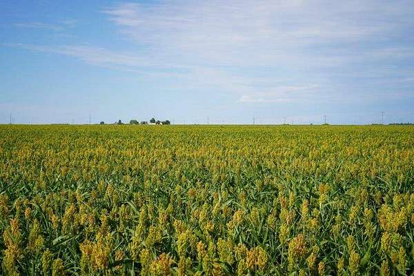 160 Acres of Agricultural Land for Sale in Offerle, Kansas