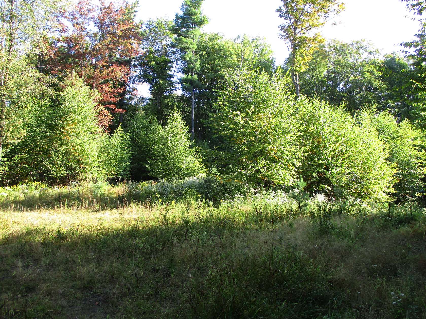 69.6 Acres of Recreational Land for Sale in Bolivar, New York