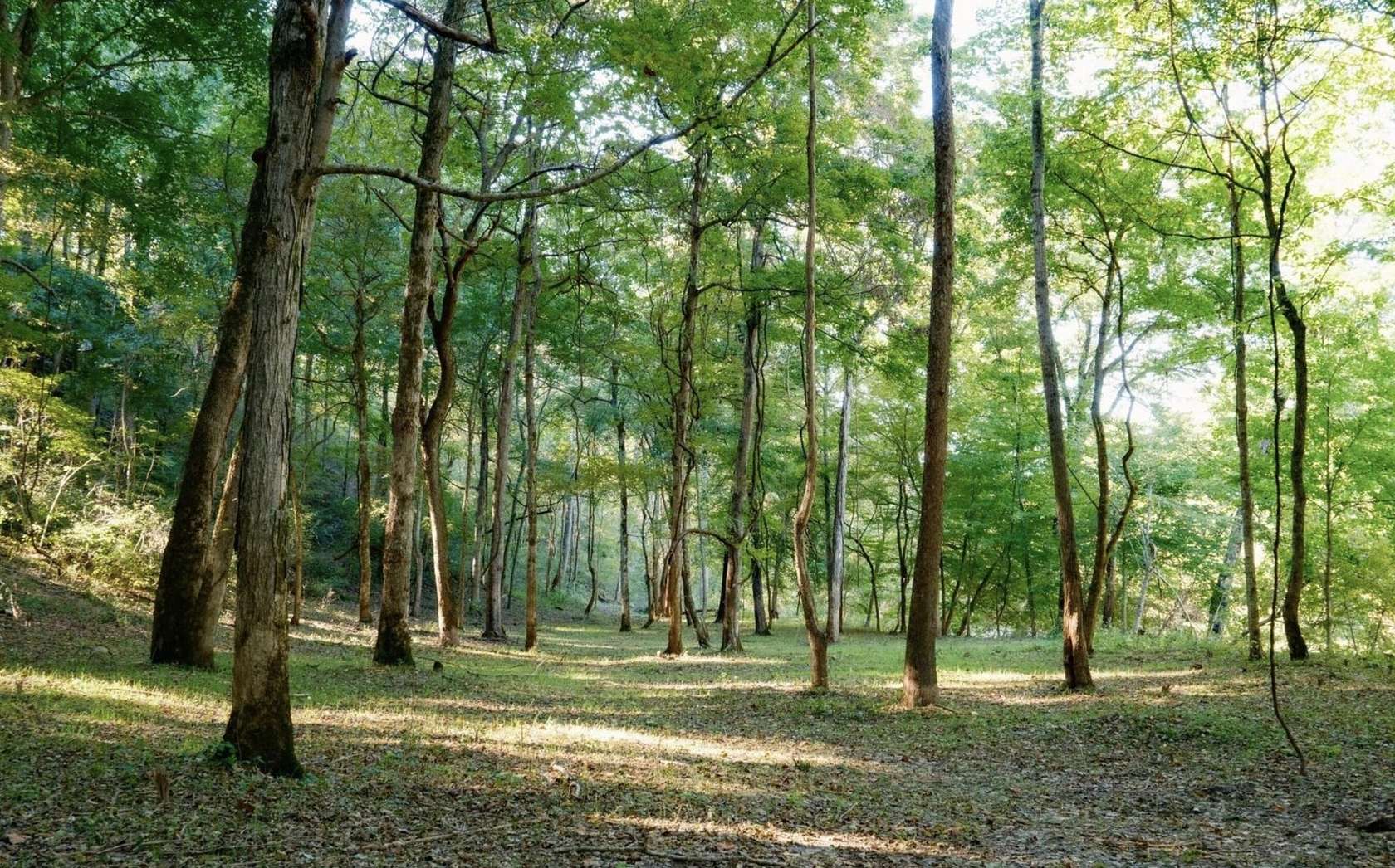 8.3 Acres of Land for Sale in Cedar Hill, Tennessee