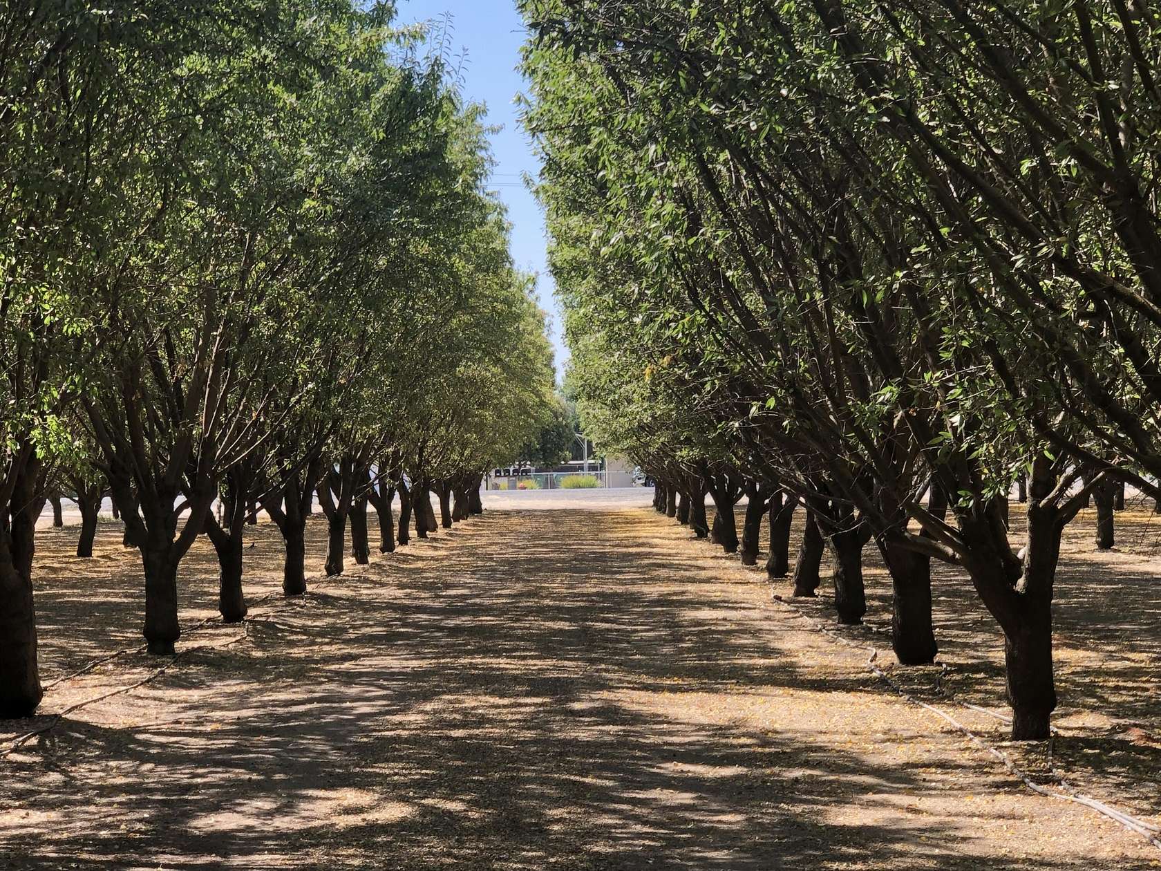 5 Acres of Residential Land for Sale in Exeter, California