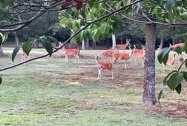 20 Acres of Land for Sale in Fort Gibson, Oklahoma