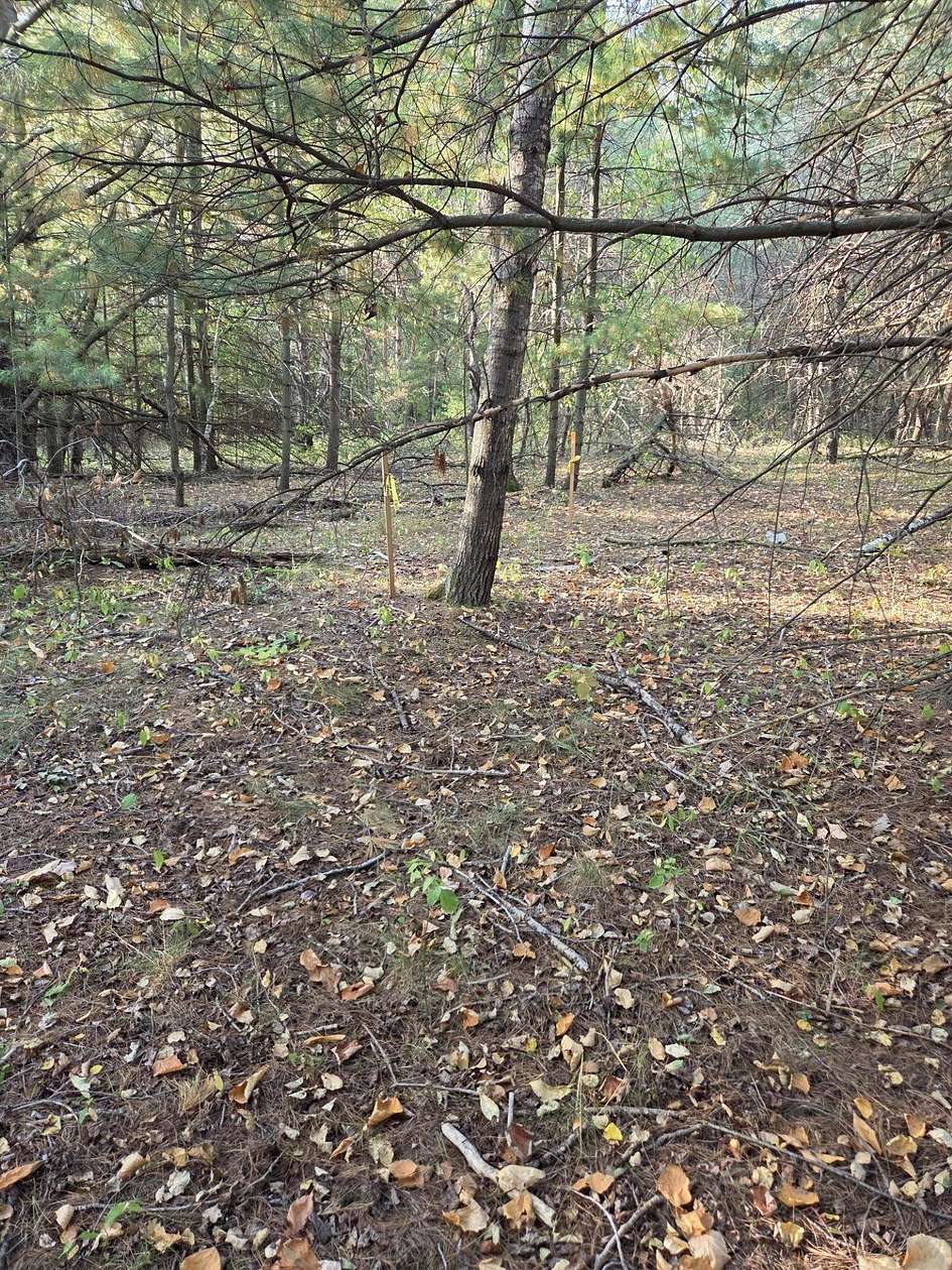 2 Acres of Residential Land for Sale in Gladwin, Michigan