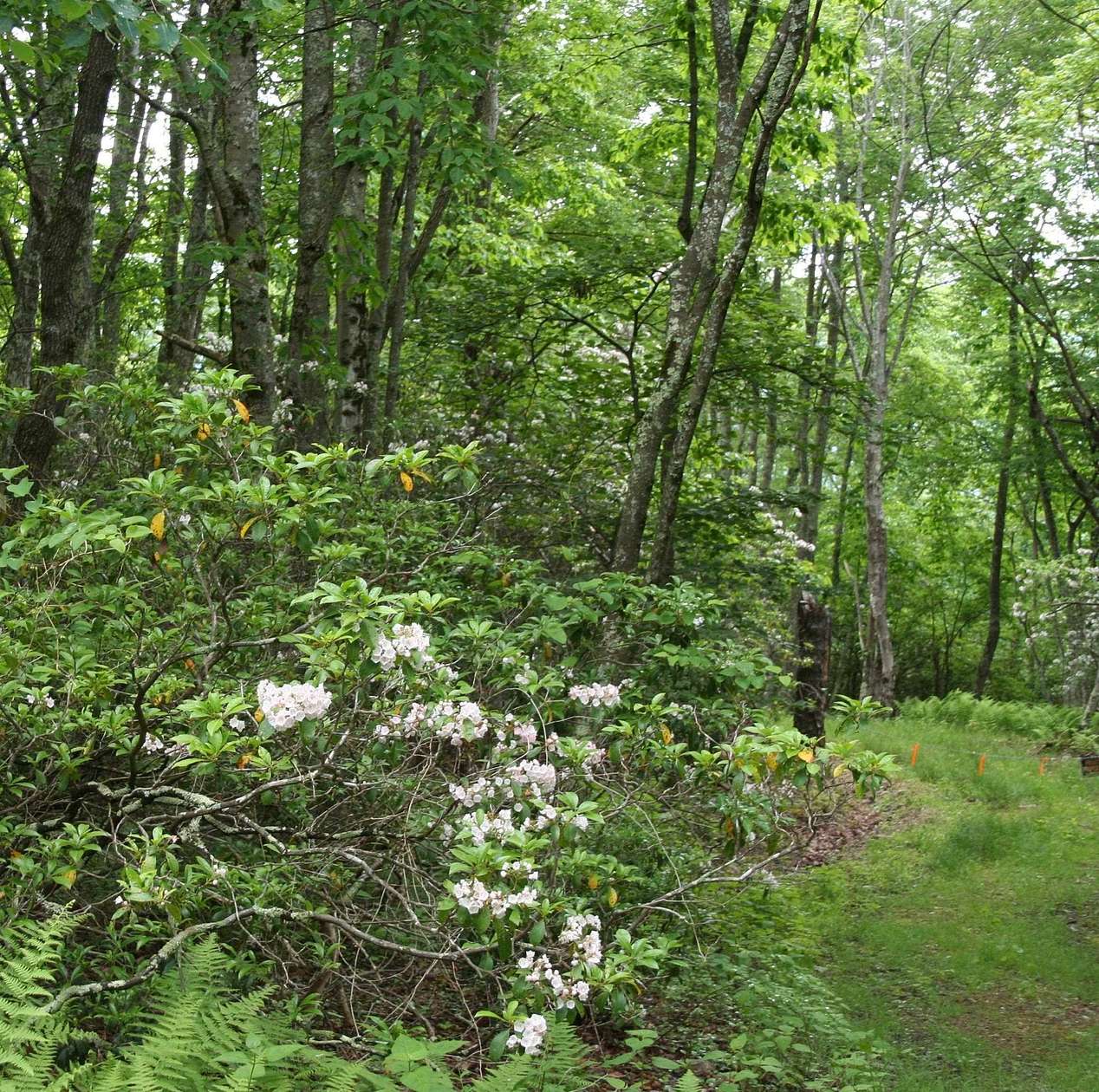 5 Acres of Residential Land for Sale in Monterey, Virginia