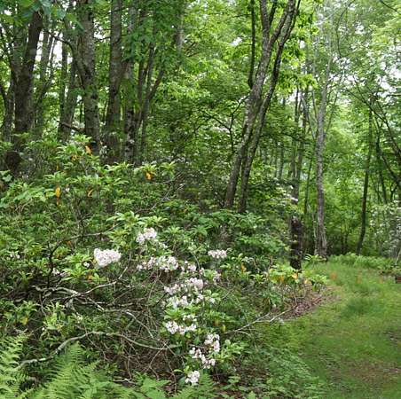 5 Acres of Residential Land for Sale in Monterey, Virginia