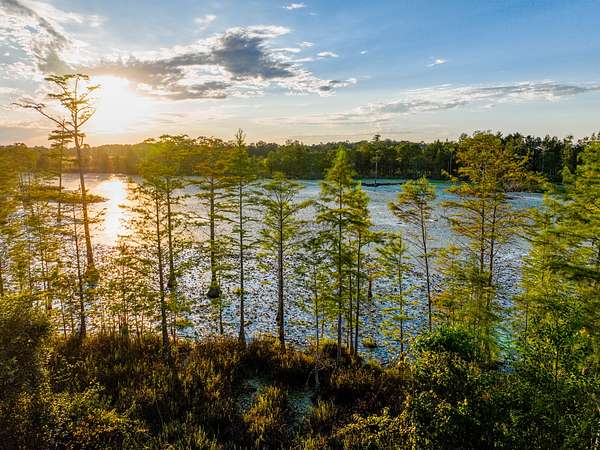 58 Acres of Land for Sale in Hartford, Alabama