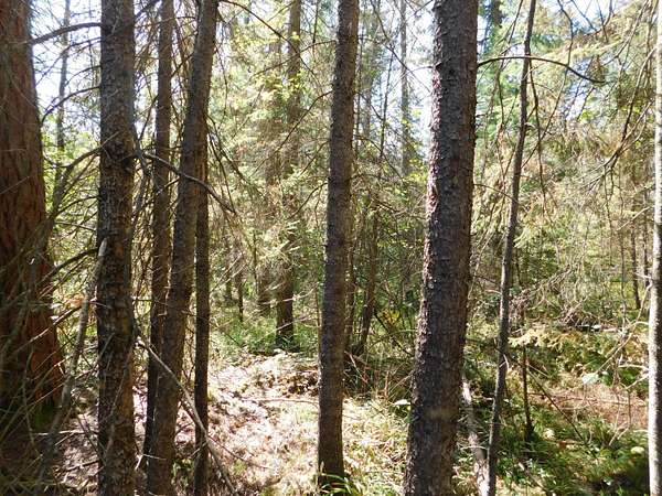 37.8 Acres of Recreational Land for Sale in Grayling, Michigan