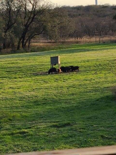 40.7 Acres of Recreational Land & Farm for Sale in Cisco, Texas