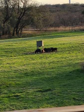 40.7 Acres of Recreational Land & Farm for Sale in Cisco, Texas