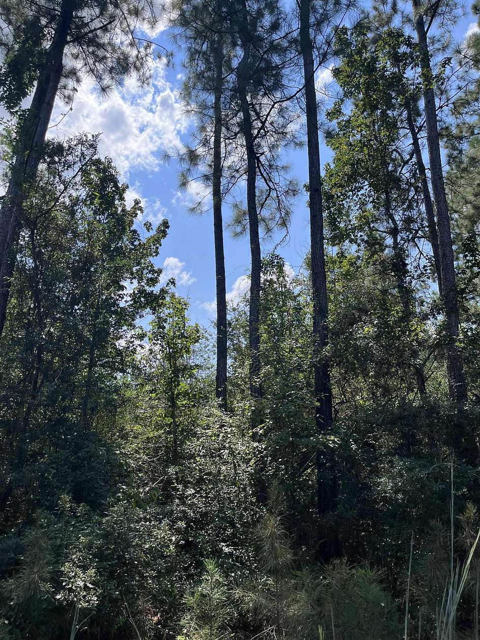 80 Acres of Recreational Land & Farm for Sale in Kirbyville, Texas