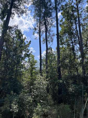 80 Acres of Recreational Land & Farm for Sale in Kirbyville, Texas