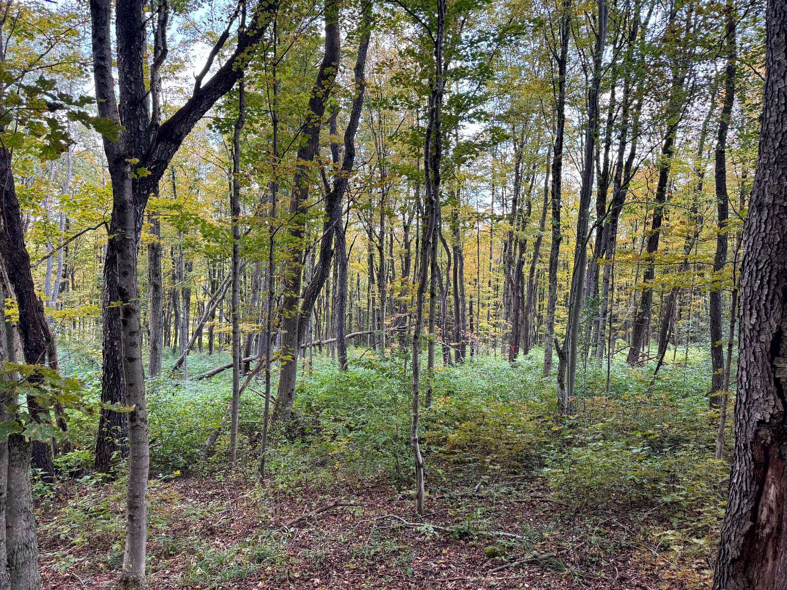 6 Acres of Land for Sale in Otselic, New York