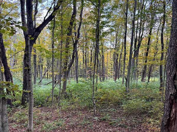 6 Acres of Land for Sale in Otselic, New York